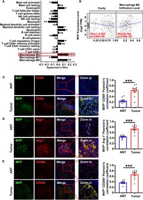 Major vault protein regulates tumor-associated macrophage polarization through interaction with signal transducer and activator of transcription 6